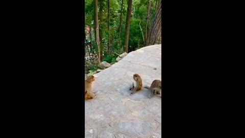 Funny animal videos