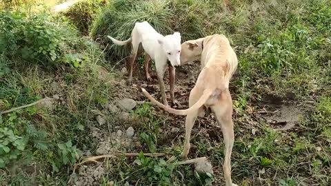 Dogs flirting in the field.