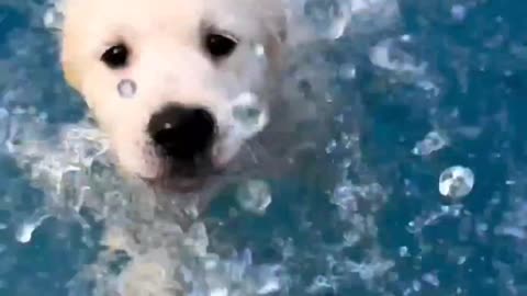 Puppy going for a swim