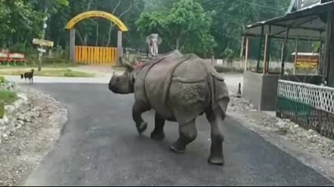 Rhino walking