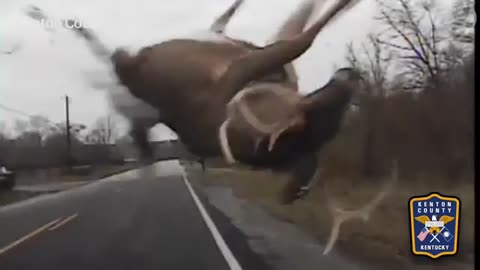 Deer hit by police car, runs away unharmed – video