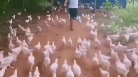 Hundreds of Soldier Chickens gets ready to attack on his command!