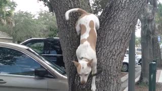 Dog Loves Climbing Oak Trees