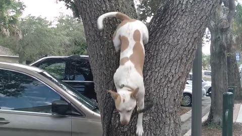 Dog Loves Climbing Oak Trees