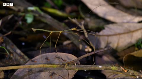 Army Ants Rampage Through The Forest 4K UHD The Hunt BBC Earth