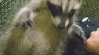Rescued Raccoon Pup Purrs for Belly Scratches