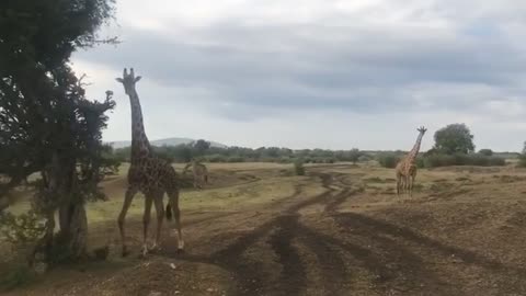 Wild Giraffes!