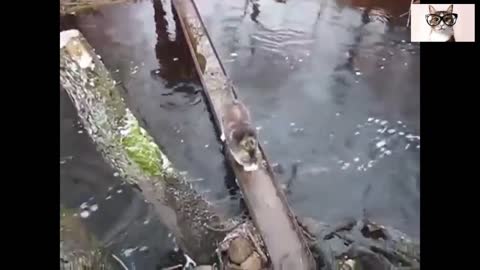 GATOS AL AGUA QUE CHISTOSO