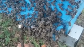 Bees vs hornet