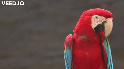 scarlet macaw