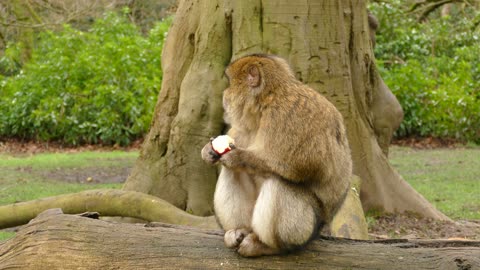 Monkey first time eats an apple