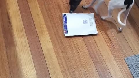 Dog Just got Her Best Gift by Mail