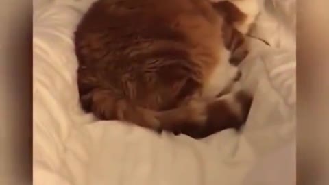 Funny 🤣🤣❤❤for dog n cat Amezing video