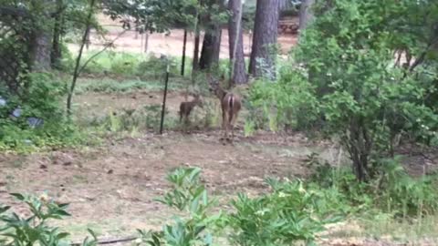 Mom and the fawns part 2