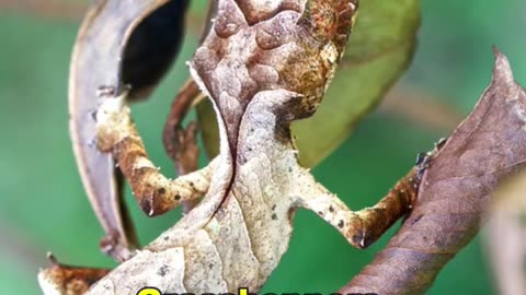 Leaf Tailed Gecko | Master Of Camouflage