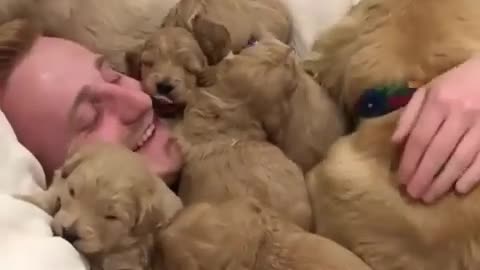 Dog sleep baby funny