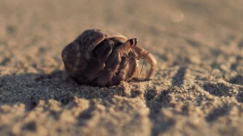 Hermit crab walking on the sand