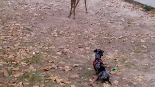 Standoff dog vs deer