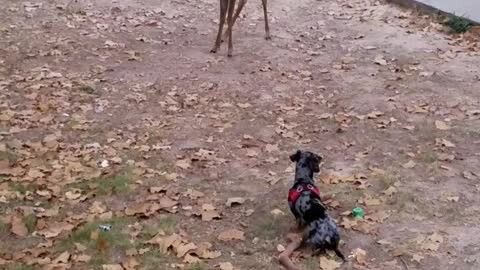 Standoff dog vs deer