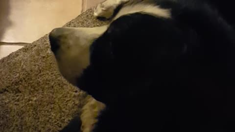 Large black saint bernard dog hates wearing red bandana