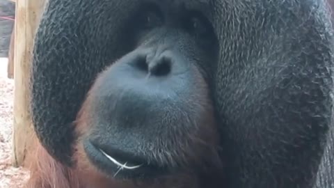 orangutan in zoo #viral#video#animals#video#shorts#short#funny#funnychimpanzee