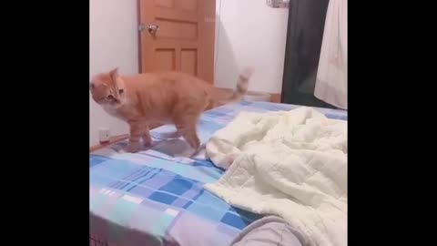 Animal's funniest action and moves