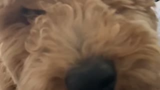 Puppy bites at camera