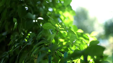 Lush trees