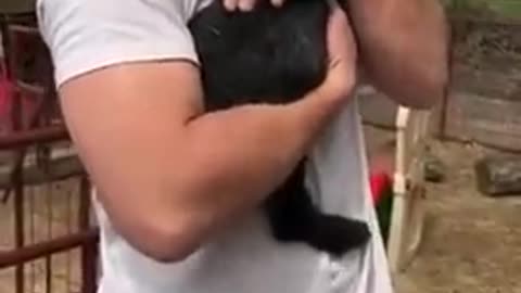 Baby goats line up to get hugs from a man