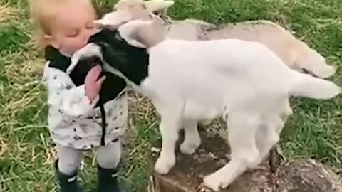 Toddler is Thrilled to see a Goat