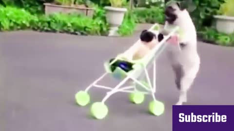 Funny Dog Puller - Best Funny Pranks, Funny Video, And Funny Clips