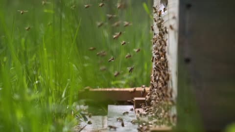 Bee Beehive Insect Honey