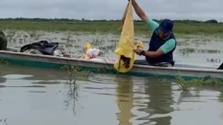 750 babillas fueron liberadas en cuerpos hídricos de Magangué