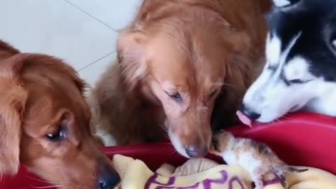 Golden Retrievers and Husky Welcomes Tiny Baby Kittens