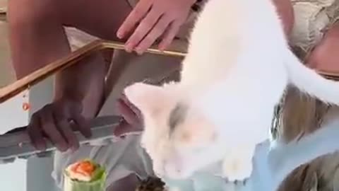 Feeding A cat $10 Vs $10,000 sushi