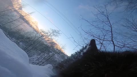 Alaskan Klee Kai, from a dogs point of view snow day ( part 2 )