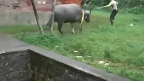 Police rammed by a bull