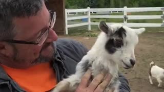 Baby Goat Being Loud - Screaming