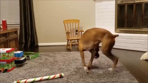 Dog and Cat Reaction to Laser Pointers funny animal compilation