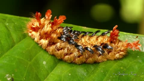 Bizarre shag-carpet caterpillar from Ecuadorian rainforest