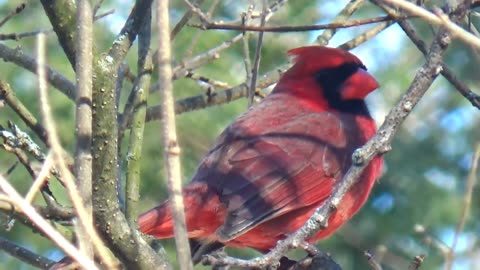 Cardinal