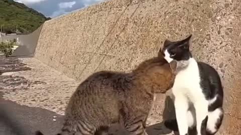 Funny Animal Videos that Make Me Burstnto Tears Laughing (CUTE) #shorts