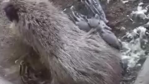 Hunter spares wild boar after discovering her piglets