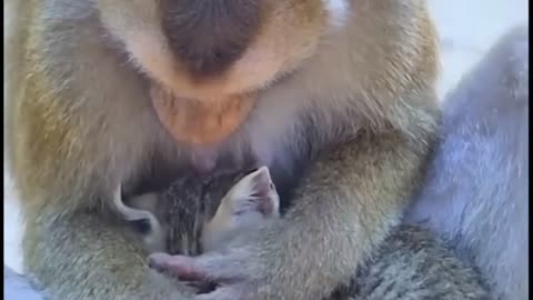 The harmonious life of a monkey and a kitten