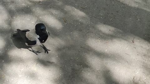 Funny video of a cheeky crow