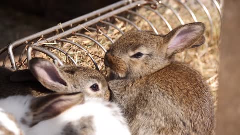 Poor male rabbit tries to get attention of female rabbit but got ignored