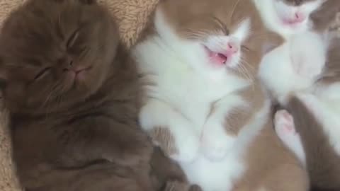 Prepare for Cuteness Overload! These Kittens Will Melt Your Heart