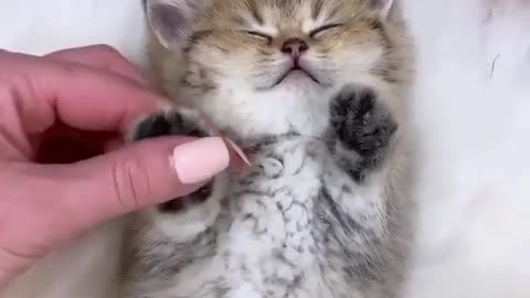 Cute Cat video ❤️