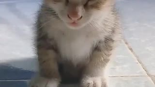 Tired Kitty Can Barely Stand