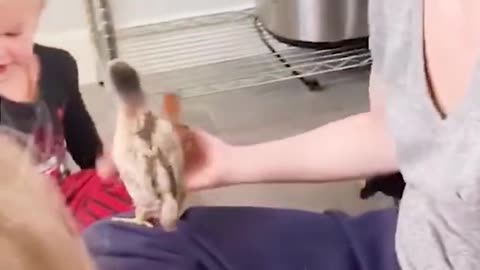 Adorable Baby Falling In Love With Chicks! 😊🥰-- Babies Funny Short Video #tiktok #shorts